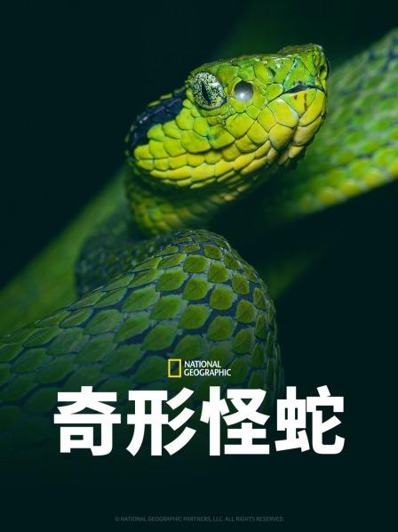 鲸鱼传媒《奇形怪蛇》免费在线观看